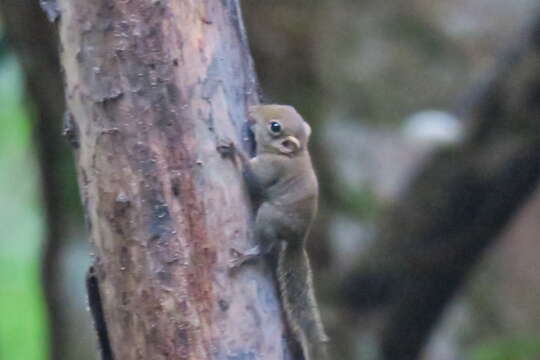 Image of Asian pygmy squirrel