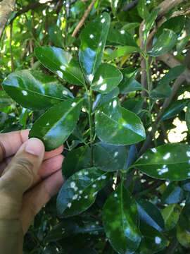 Image of Erysiphe euonymicola U. Braun 2012