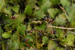 Imagem de Juncus novae-zelandiae Hook. fil.