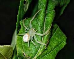 Image of Massuria bellula Xu, Han & Li 2008