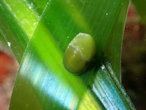 Image of emerald nerite