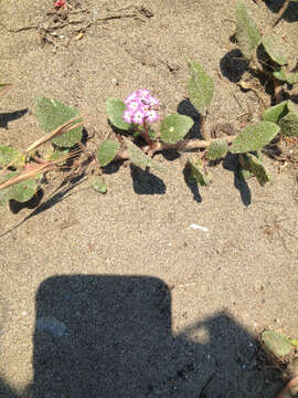 Image of pink sand verbena