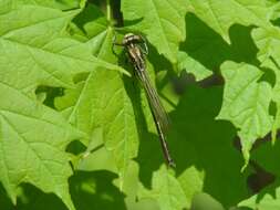 Image of Phanogomphus lividus (Selys 1854)