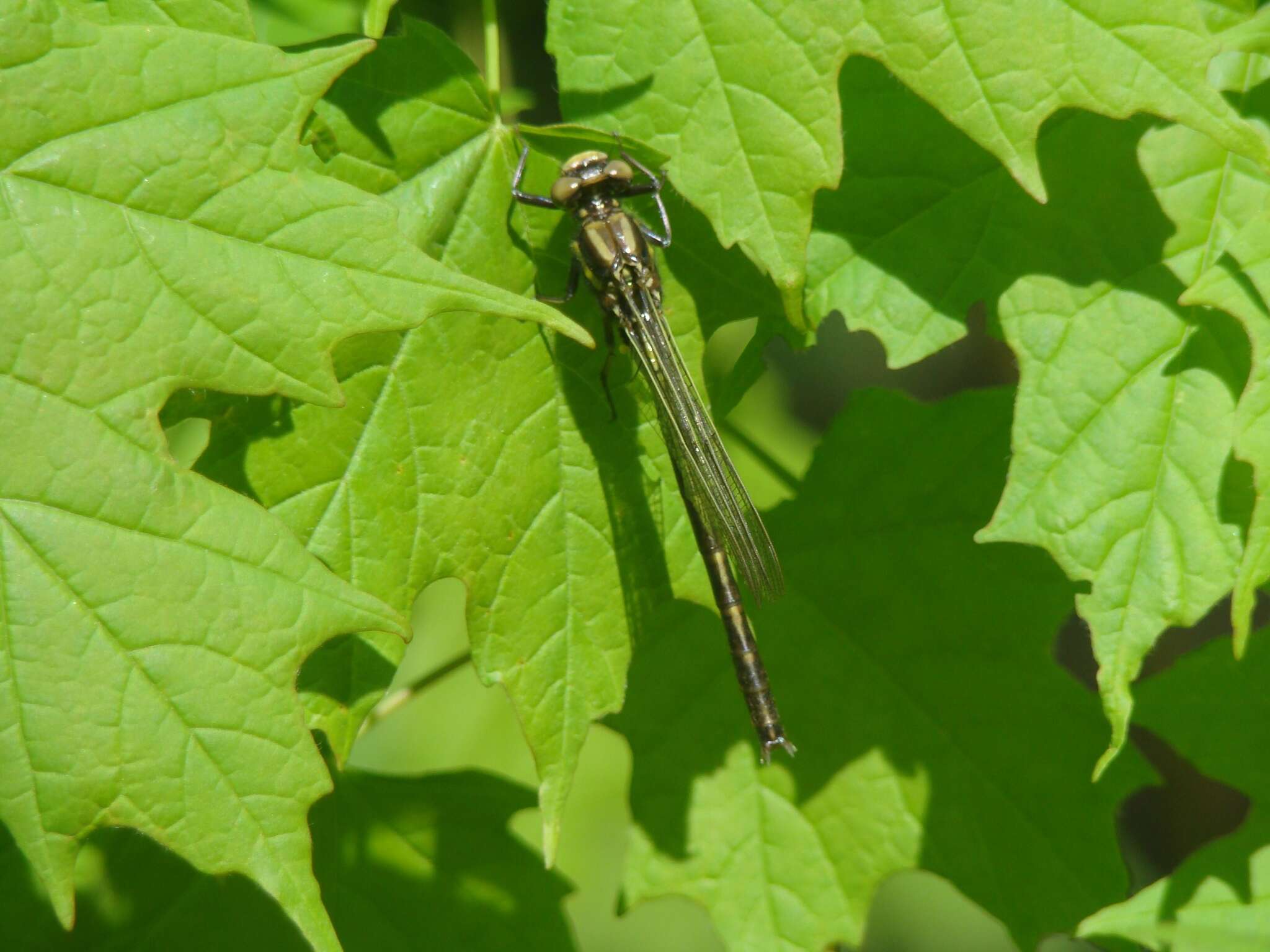 Image of Phanogomphus lividus (Selys 1854)