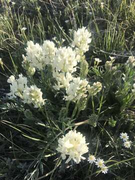 Image of white locoweed