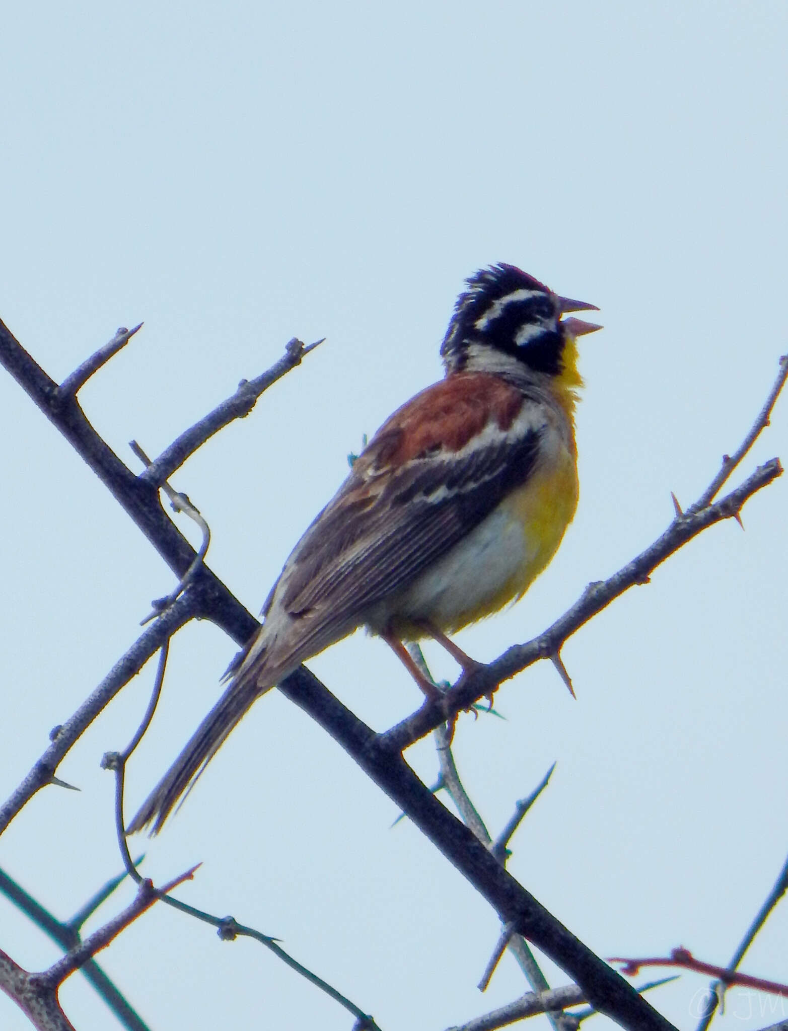 Image of Emberiza flaviventris kalaharica Roberts 1932