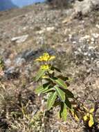 Image of Euphorbia wallichii Hook. fil.