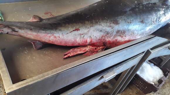 Image of mackerel sharks