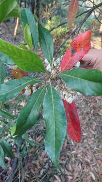 Image of Elaeocarpus reticulatus Sm.