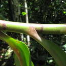 Image of Costus erythrocoryne K. Schum.