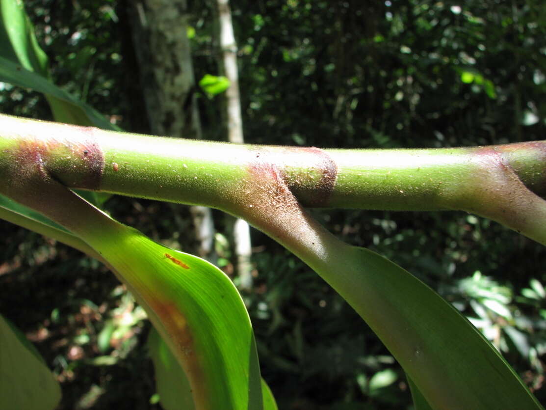 Image of Costus erythrocoryne K. Schum.