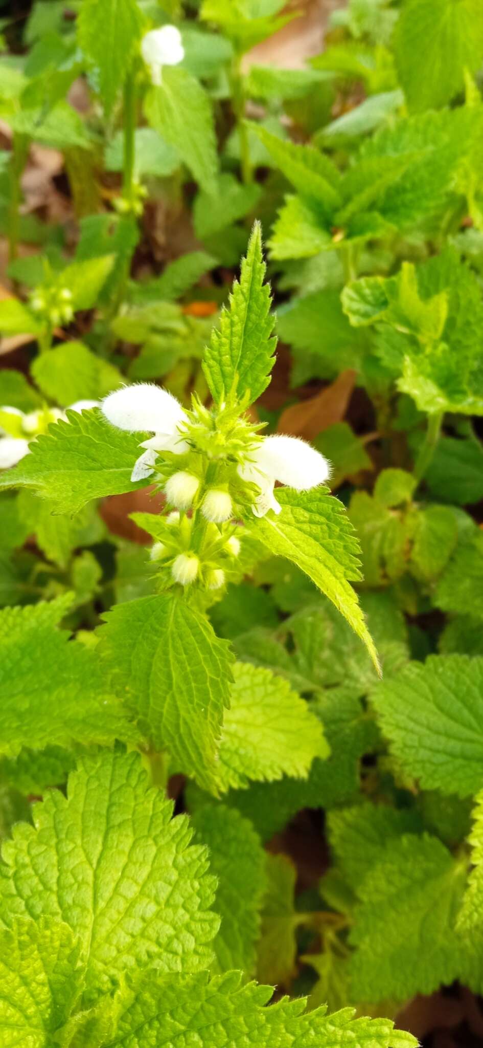 Image of Lamium flexuosum Ten.