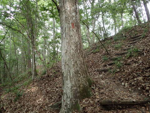 Image of Basket Oak