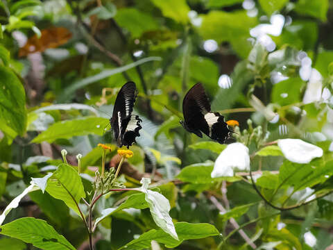 Image of Papilio diophantus Grose-Smith 1882