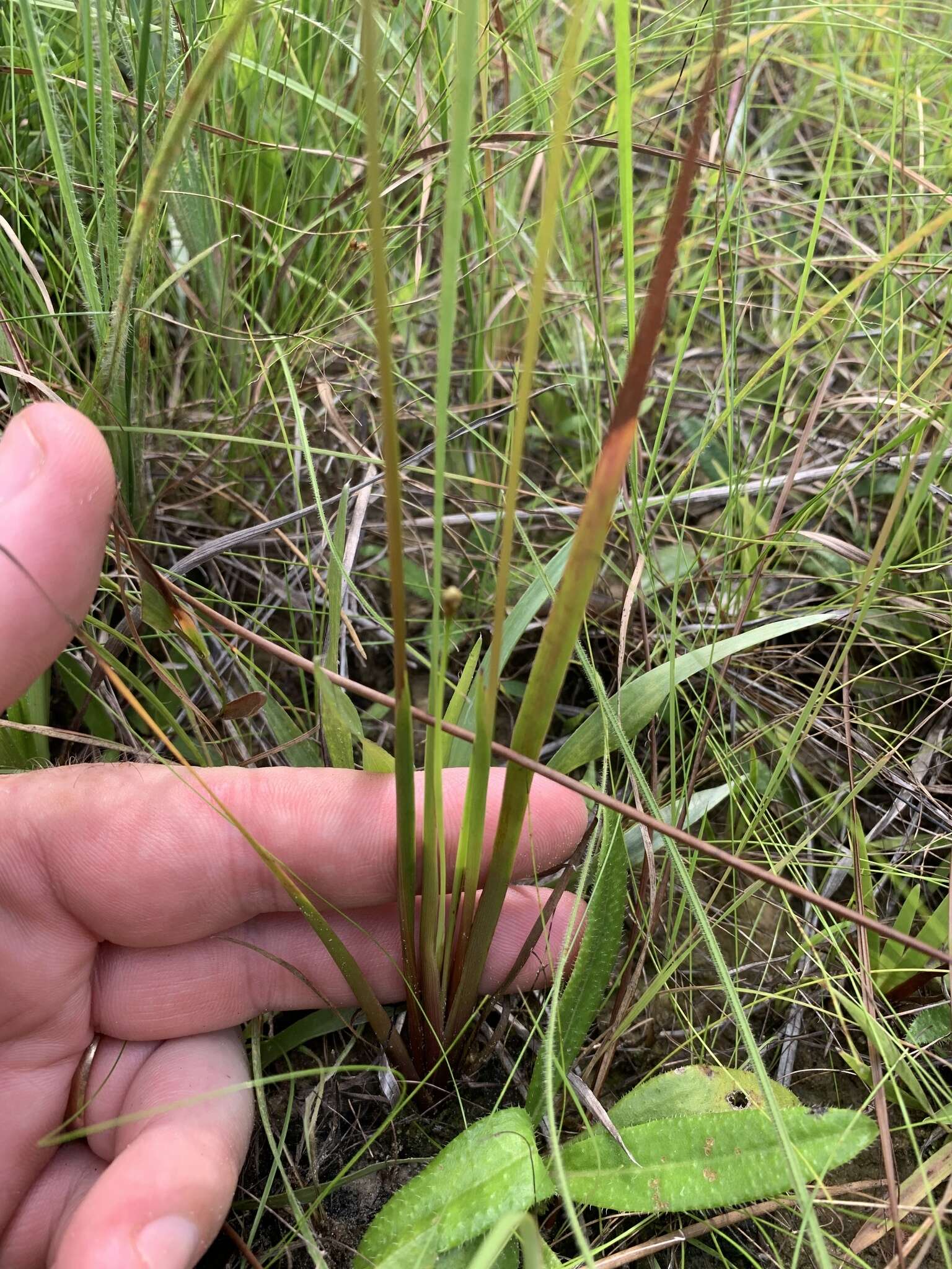 Image of Louisiana Yellow-Eyed-Grass