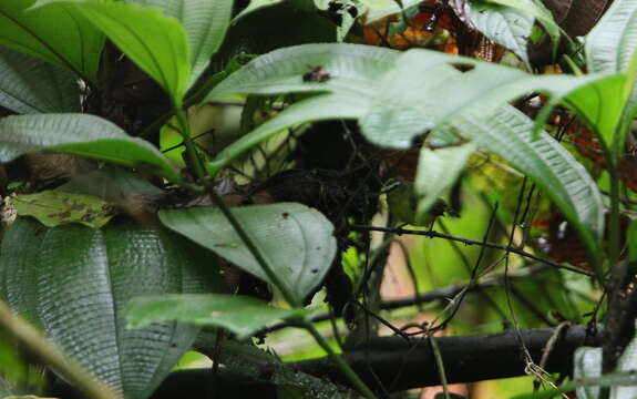 Image of Brown-capped Tyrannulet