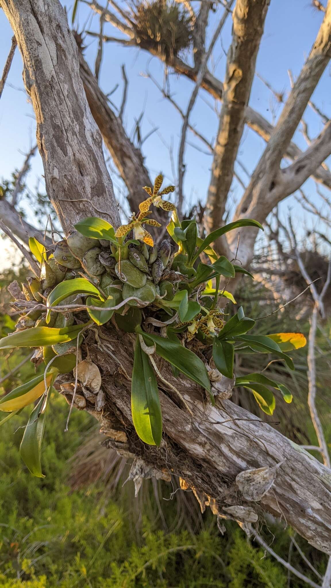 Image of dollar orchid