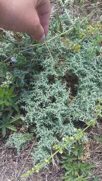 Image of gray rupturewort