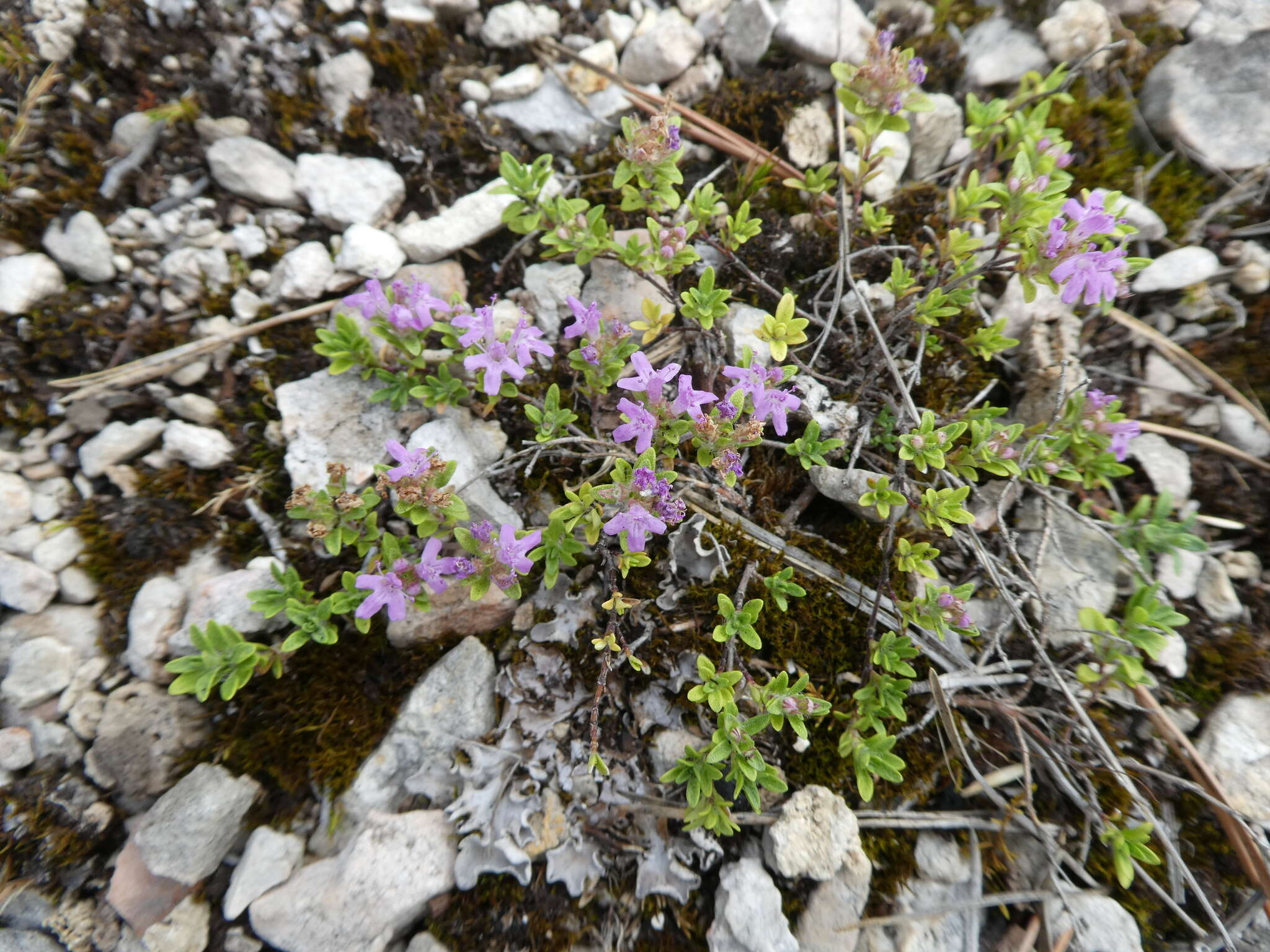 Image of Thymus glabricaulis