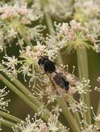 Leucozona laternaria (Muller 1776) resmi