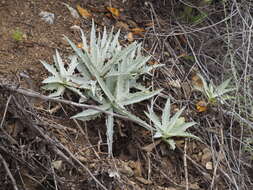 Image of chicoryleaf wirelettuce