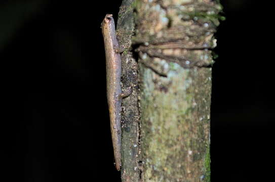 Image of Common Dwarf Salamander