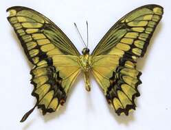 Image of Thoas Swallowtail