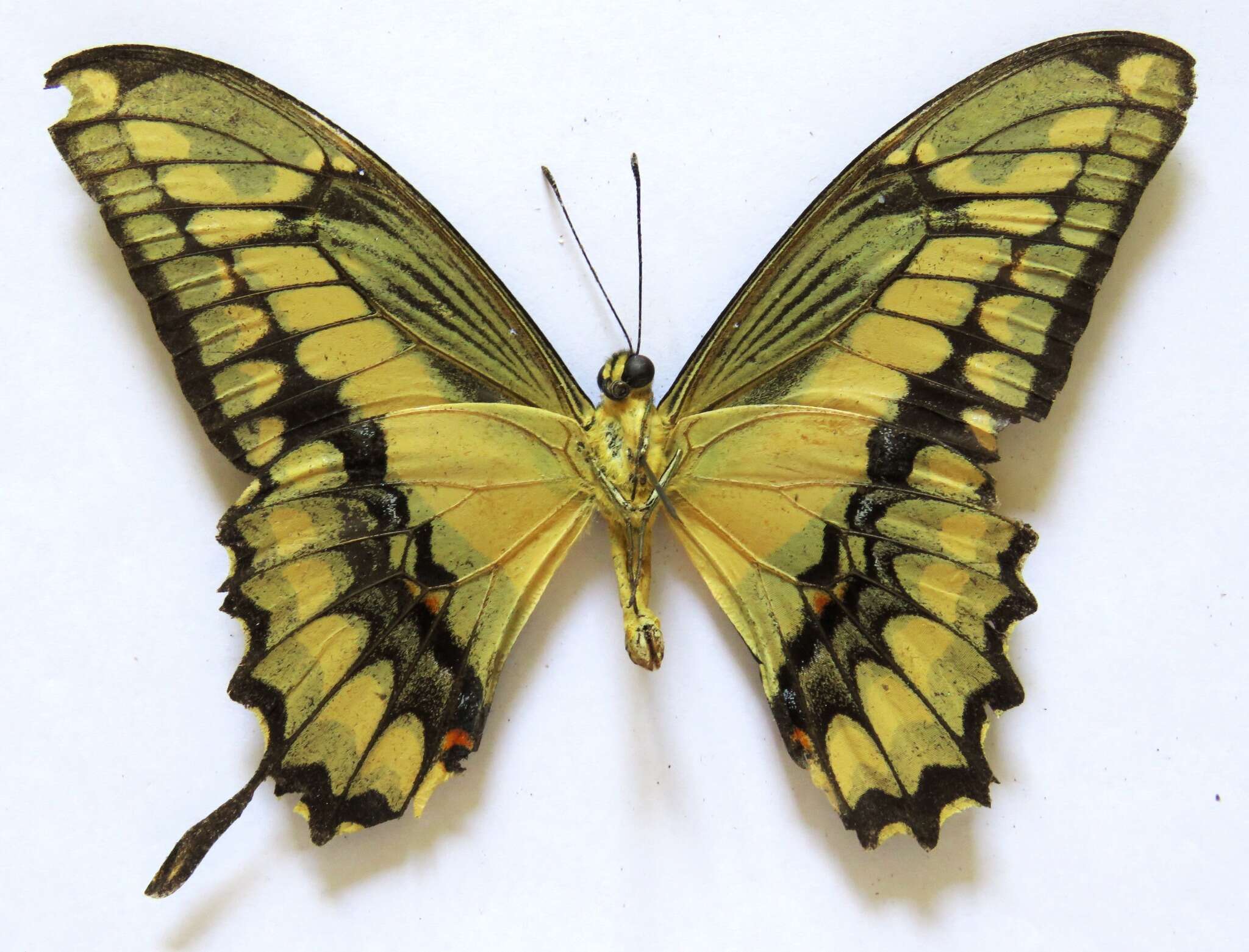 Image of Thoas Swallowtail