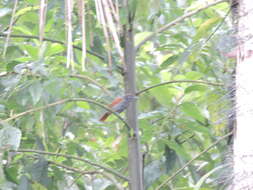 Image of Lined Antshrike