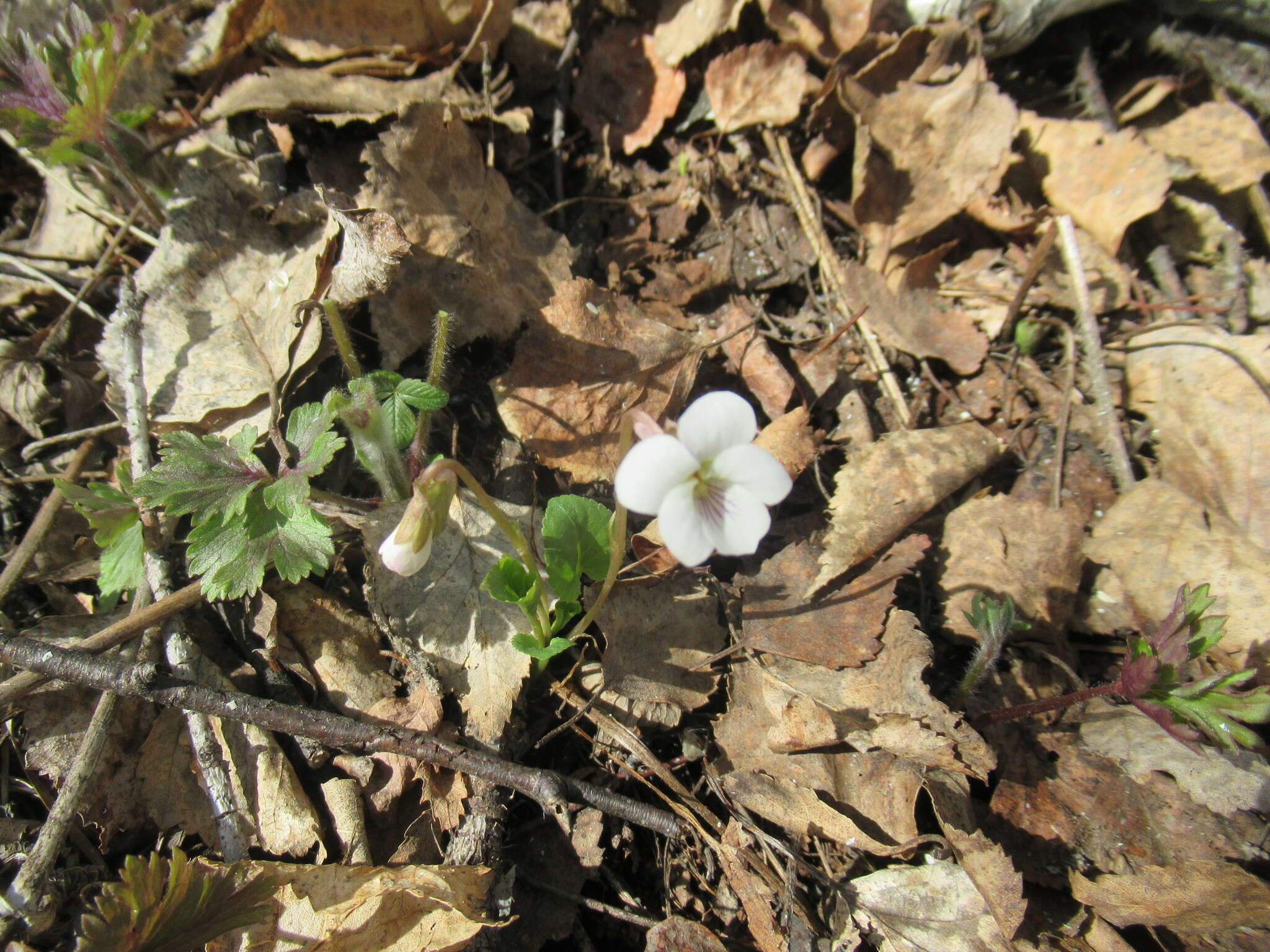 Image of Viola alexandrowiana (W. Beck.) Juz.