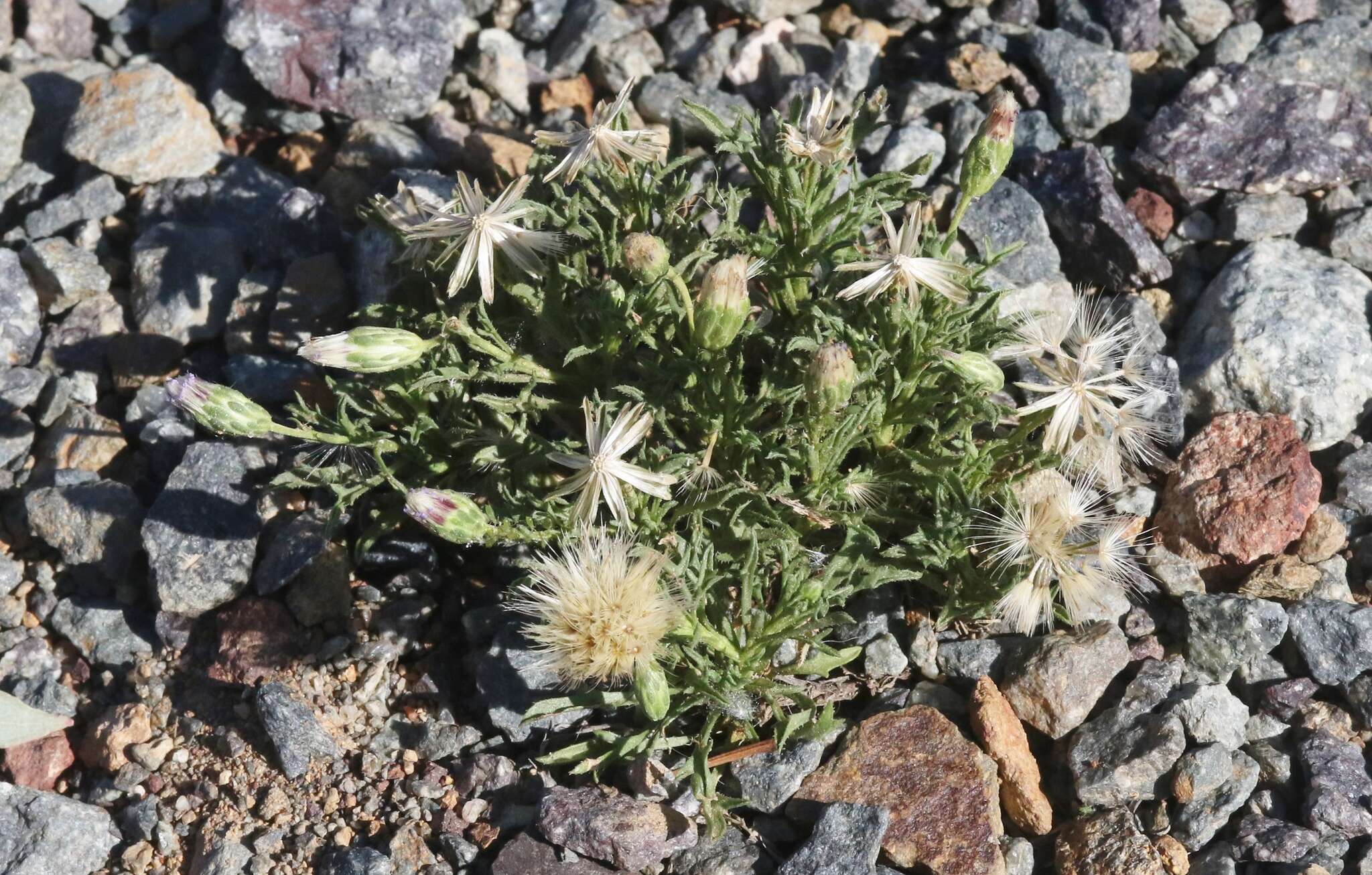 Imagem de Vittadinia muelleri N. T. Burbidge