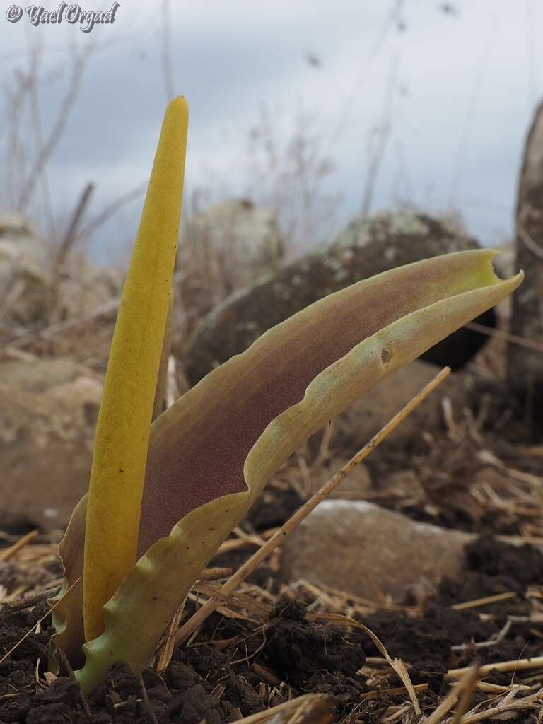 Image of Biarum auraniticum Mouterde