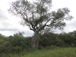 Image of Ceiba chodatii (Hassl.) P. Ravenna