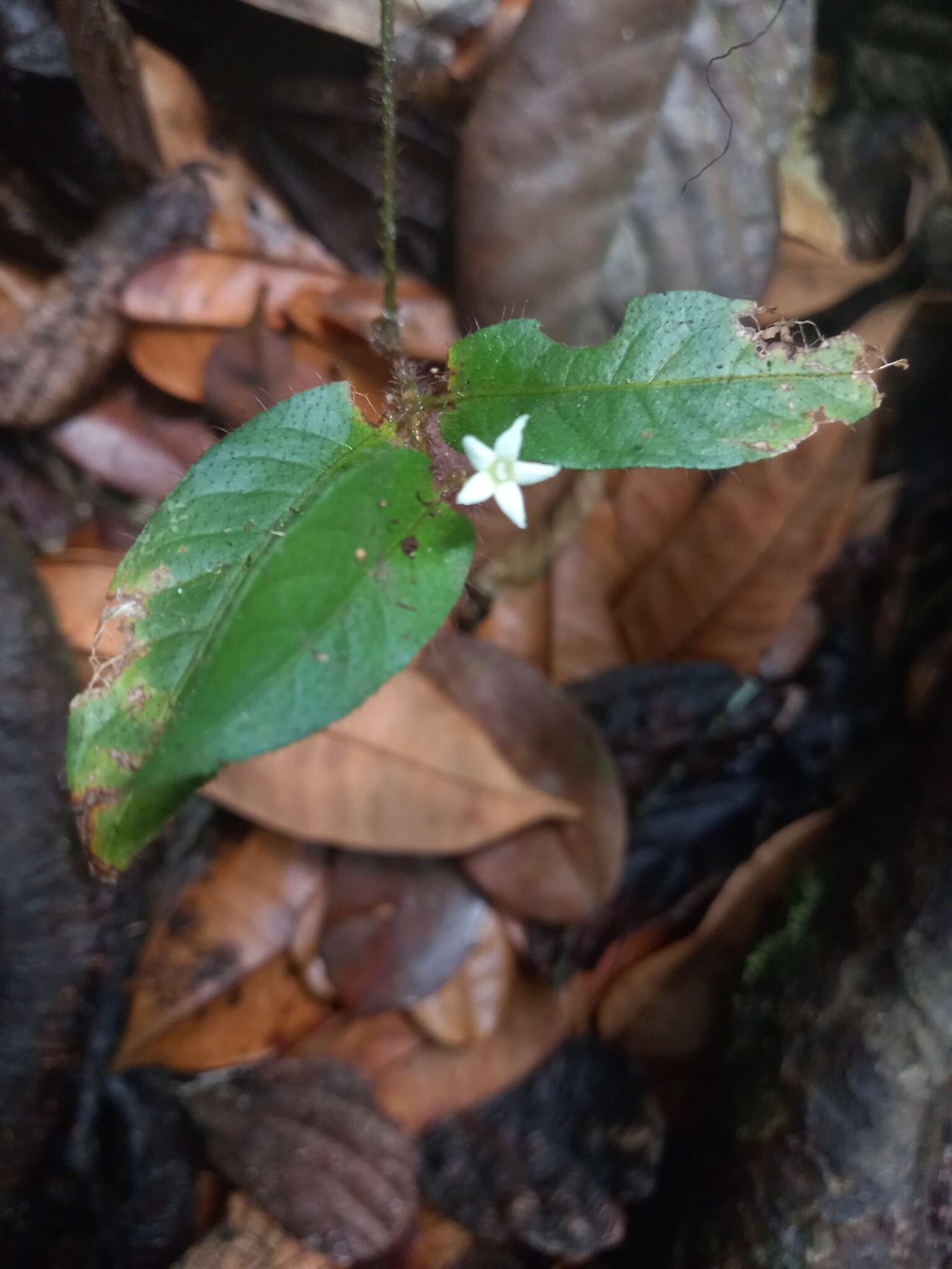 Palicourea callithrix (Miq.) Delprete & J. H. Kirkbr. resmi