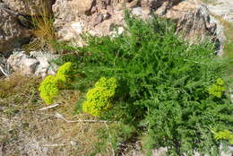 Image of Gray's biscuitroot