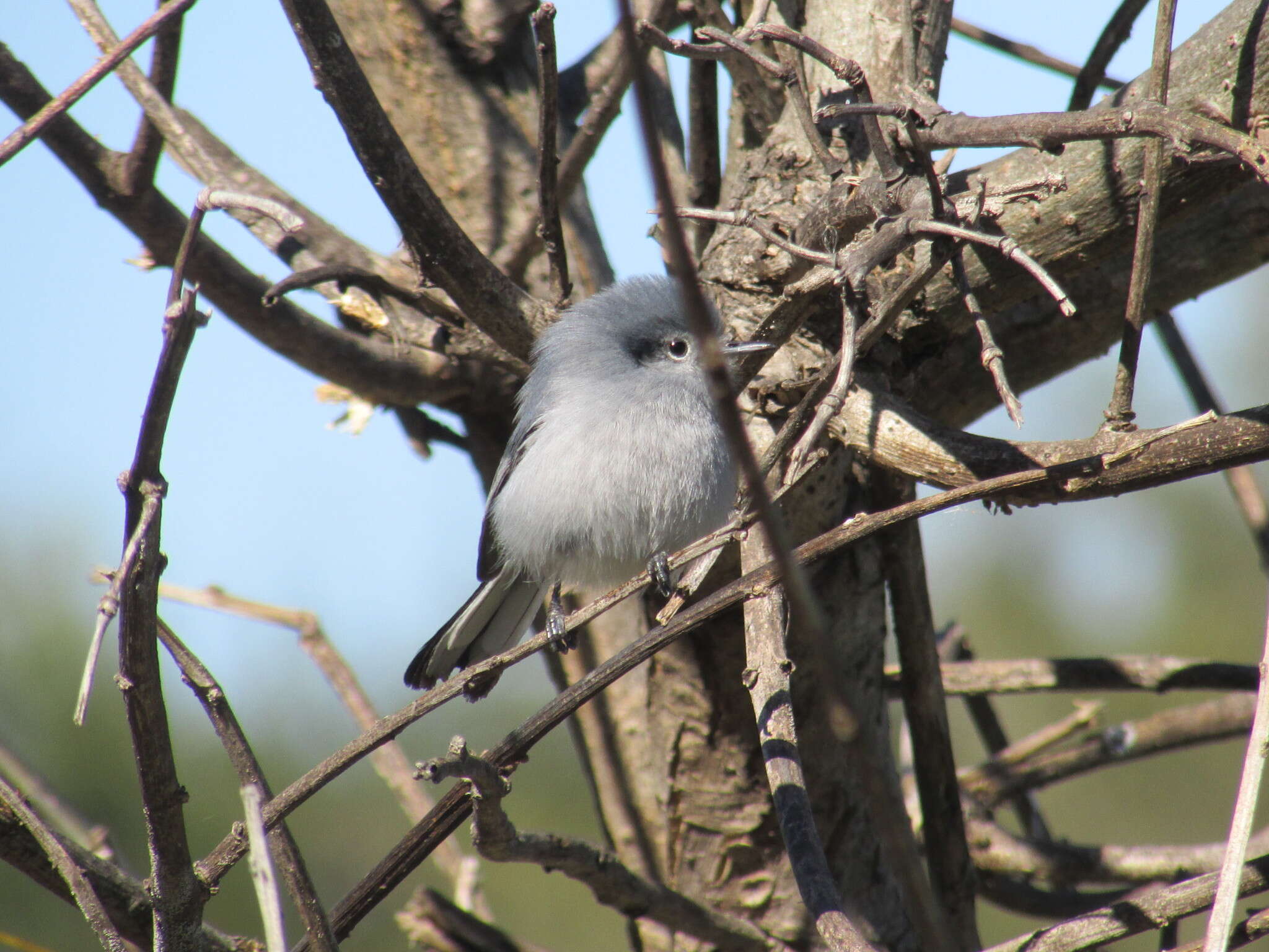 Image of Masked Gnatcatcher