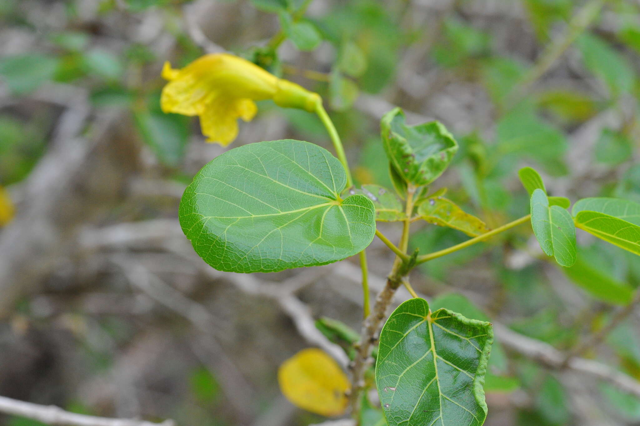 Plancia ëd Spirotecoma spiralis (C. Wright) Pichon