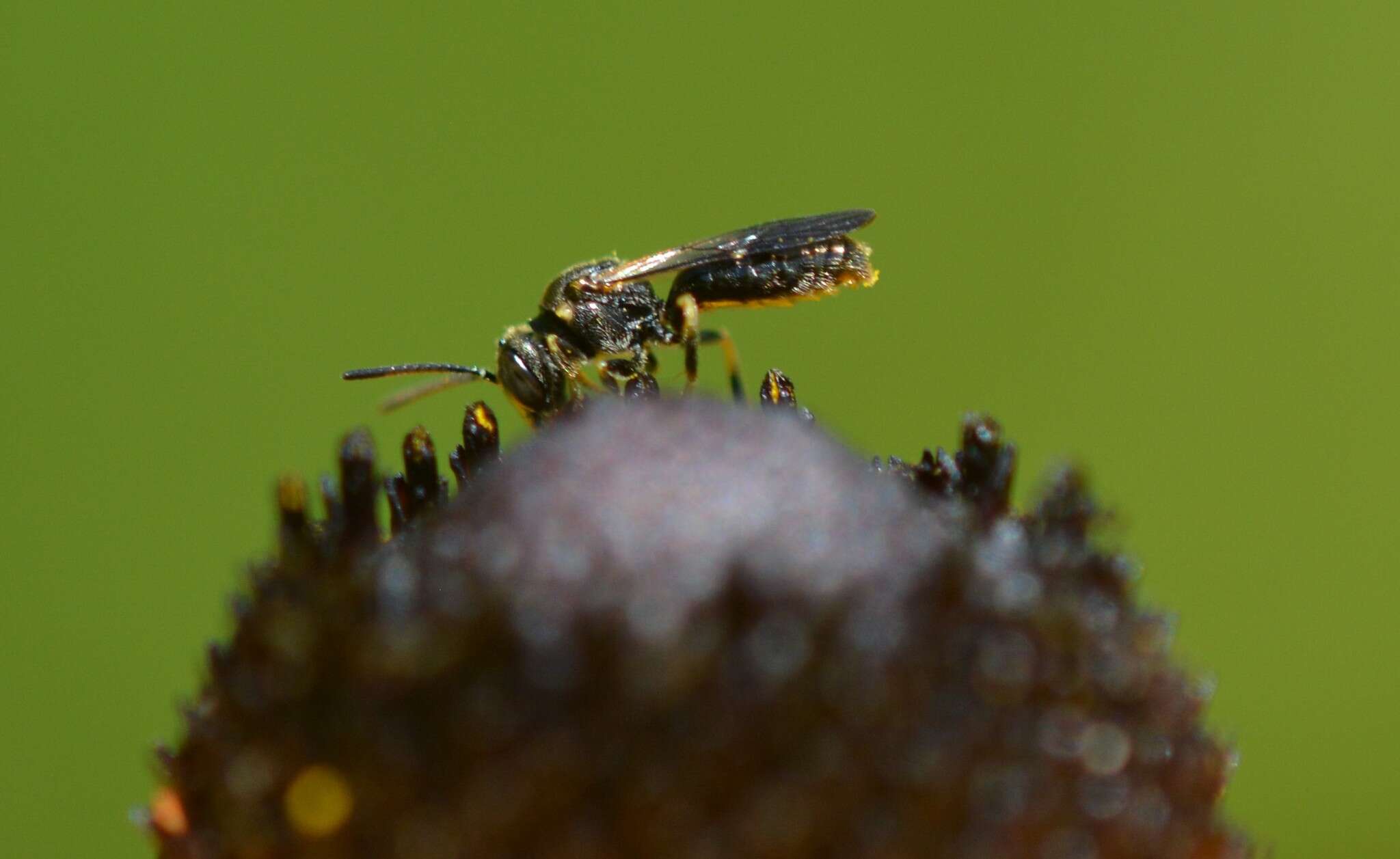 Image of Pseudopanurgus andrenoides (Smith 1853)