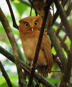 Image of Serendib Scops Owl