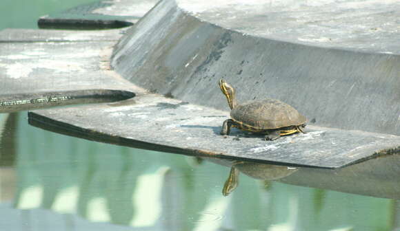 Image of MesoAmerican slider