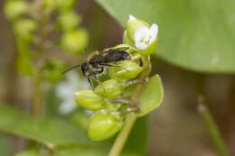 Andrena anisochlora Cockerell 1936 resmi