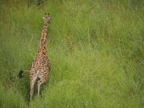 Image of Kordofan giraffe