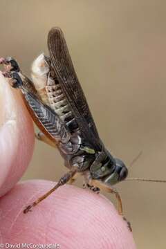 Слика од Melanoplus sanguinipes (Fabricius 1798)