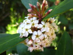 Image of Common Poison Bush