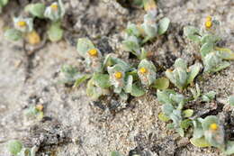 Image of Helichrysum ephemerum (Kirk)