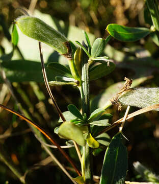 Image of Cytisus procumbens (Willd.) Spreng.