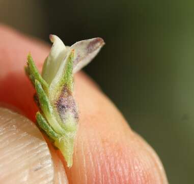 Image of Aspalathus forbesii Harv.