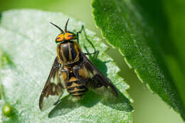 Image of Chrysops divaricatus Loew 1858