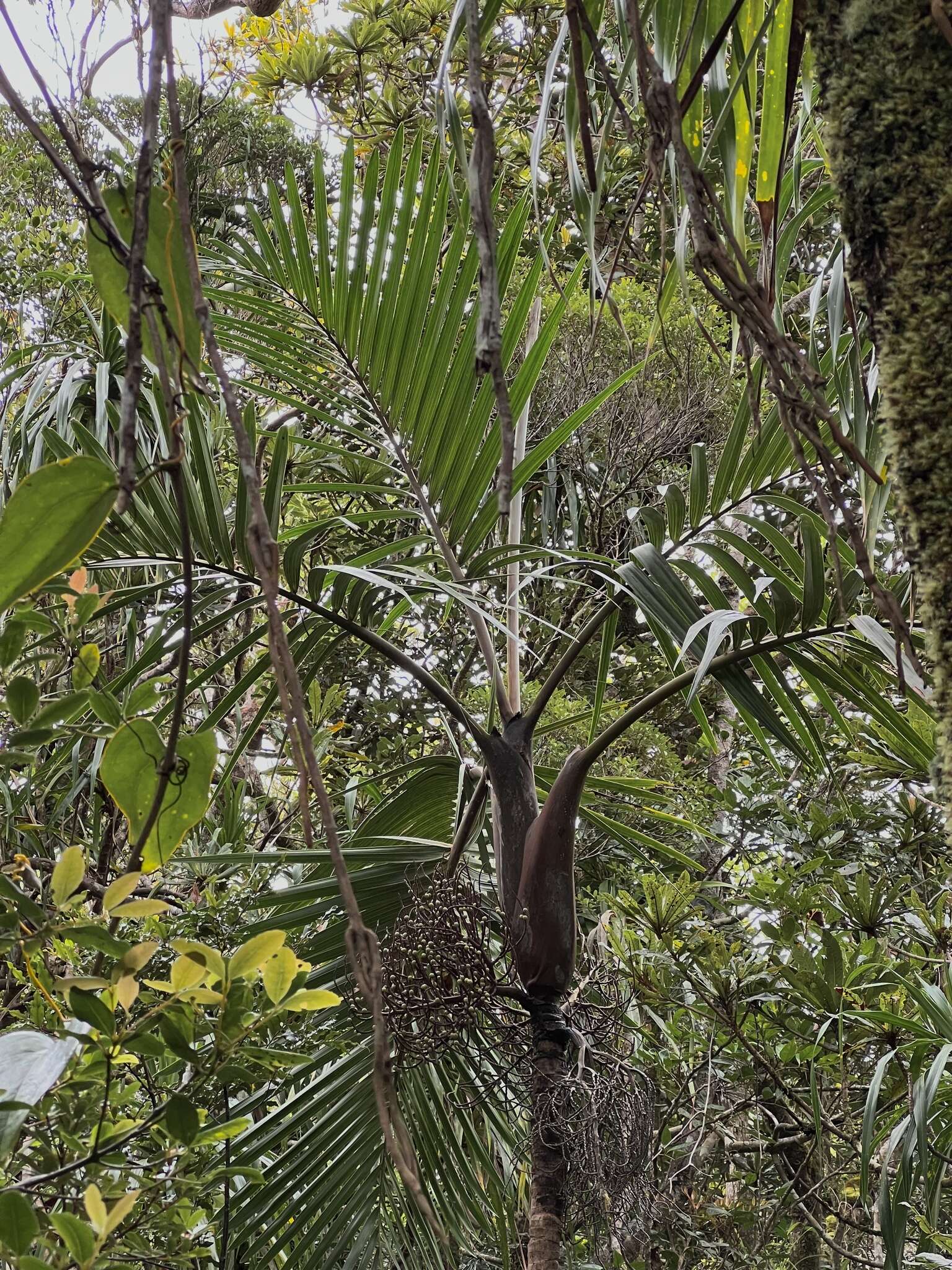 Image of Clinosperma bracteale (Brongn.) Becc.