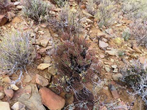 Tylecodon wallichii (Harv.) H. Tölken resmi